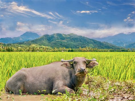 The Philippines: Carabao .